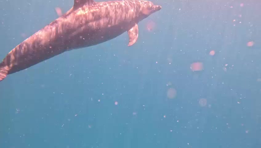 @Papamanyota dive centre kenya