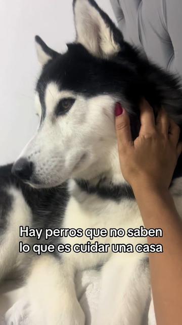 @Risleng Vargas