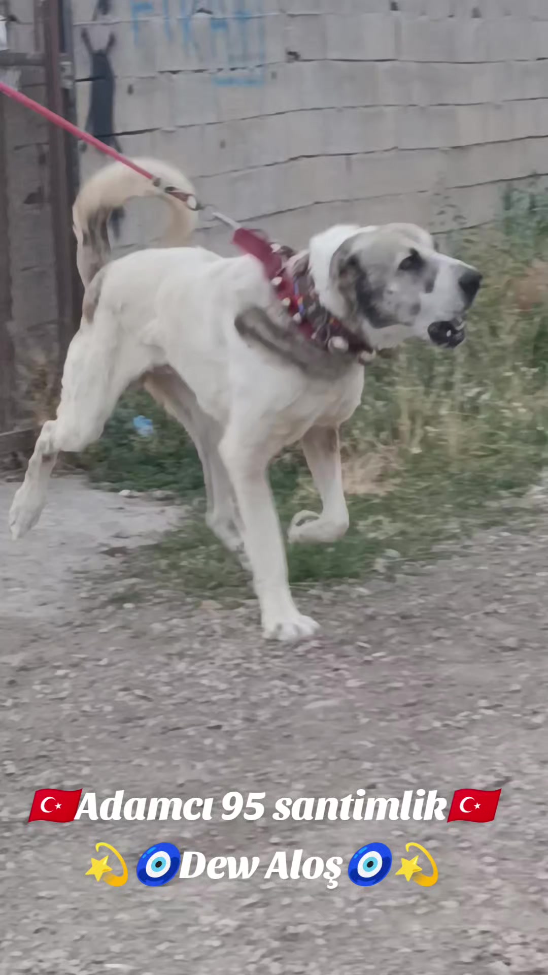 @Tekin Ersöz