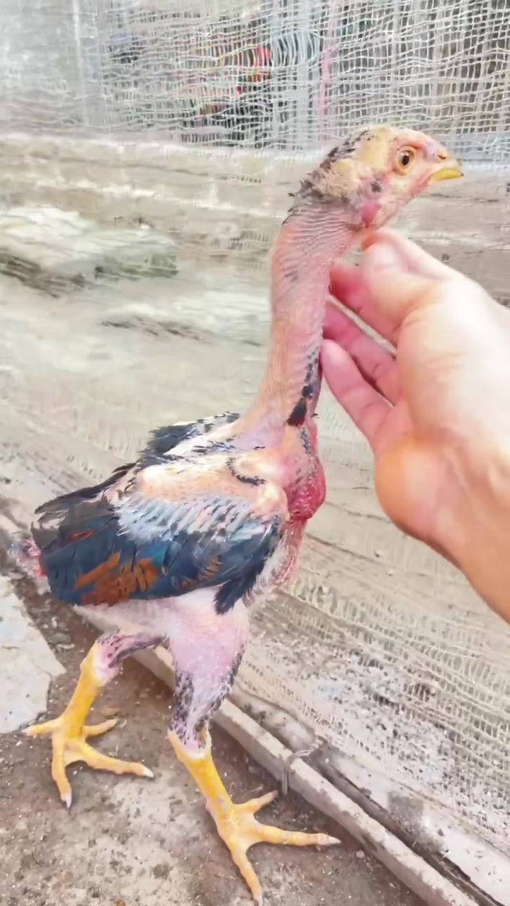 @𝐏𝐡𝐨𝐧𝐠 𝐆&agrave; 𝐂𝐨𝐧