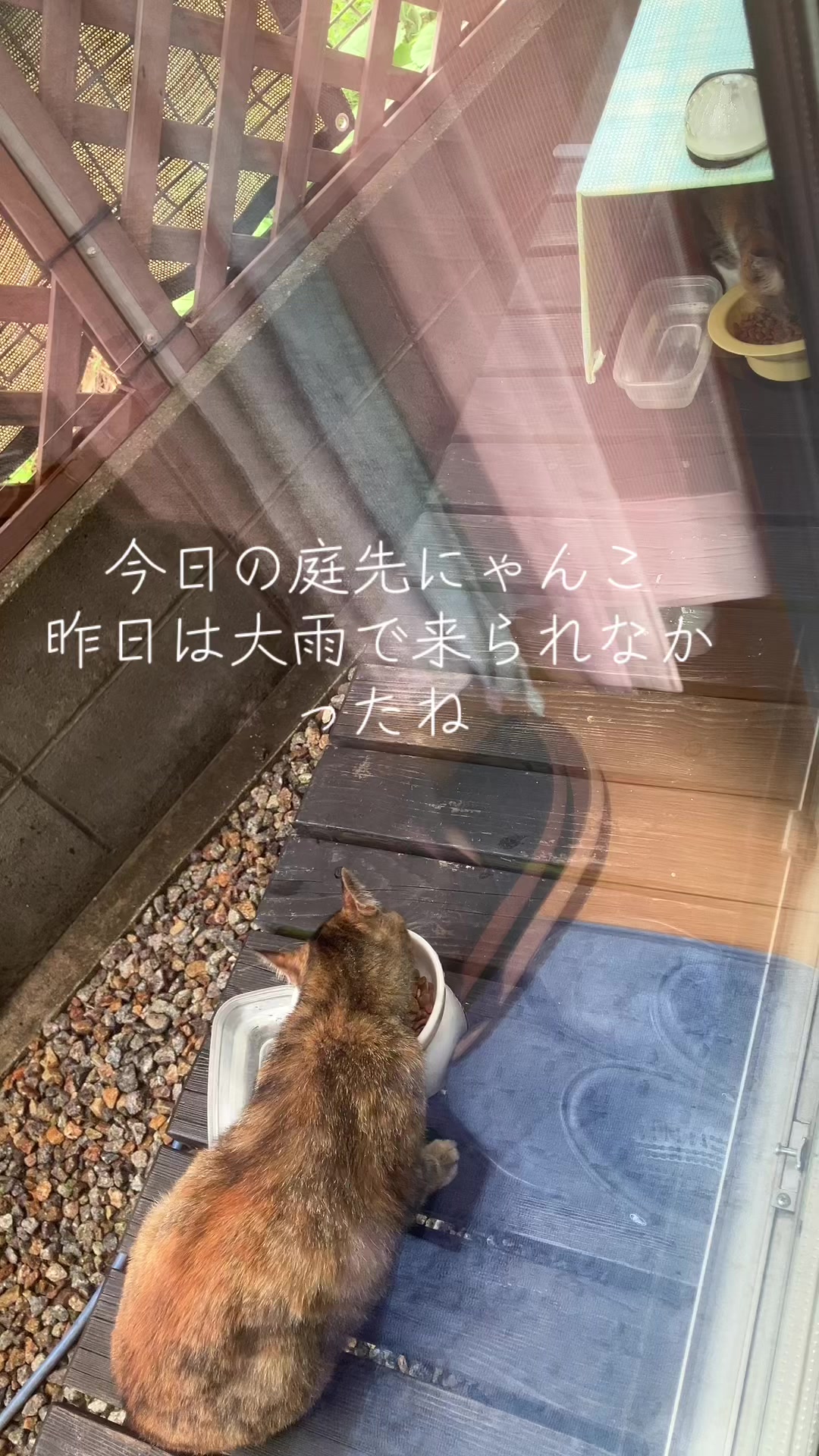 @にゃん⭐︎にゃんZ