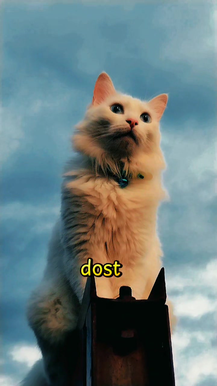 @Kedi_BULUT