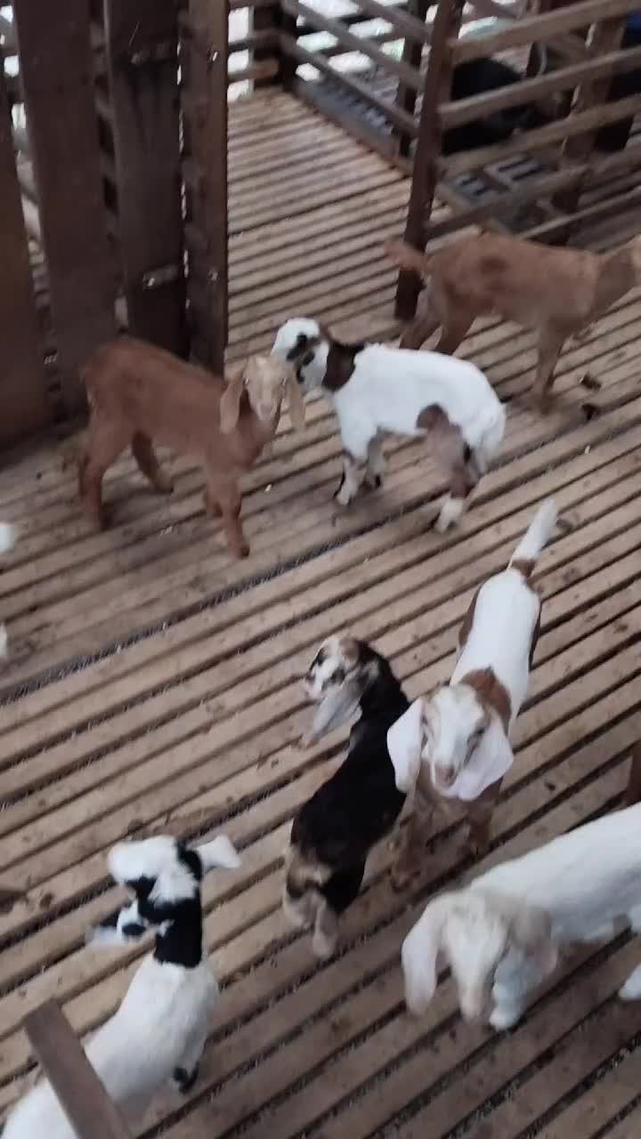 @AmirGarcia69🇲🇾🐂🐐
