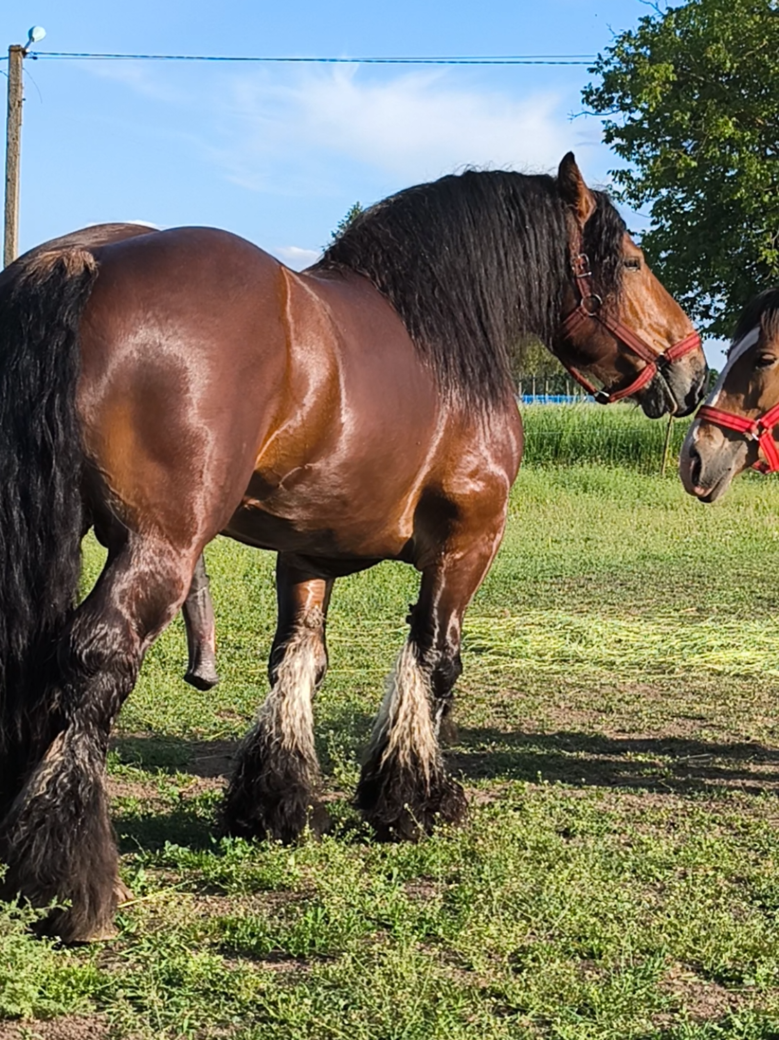 @ВАСЯ БОЙЧУК 🐎