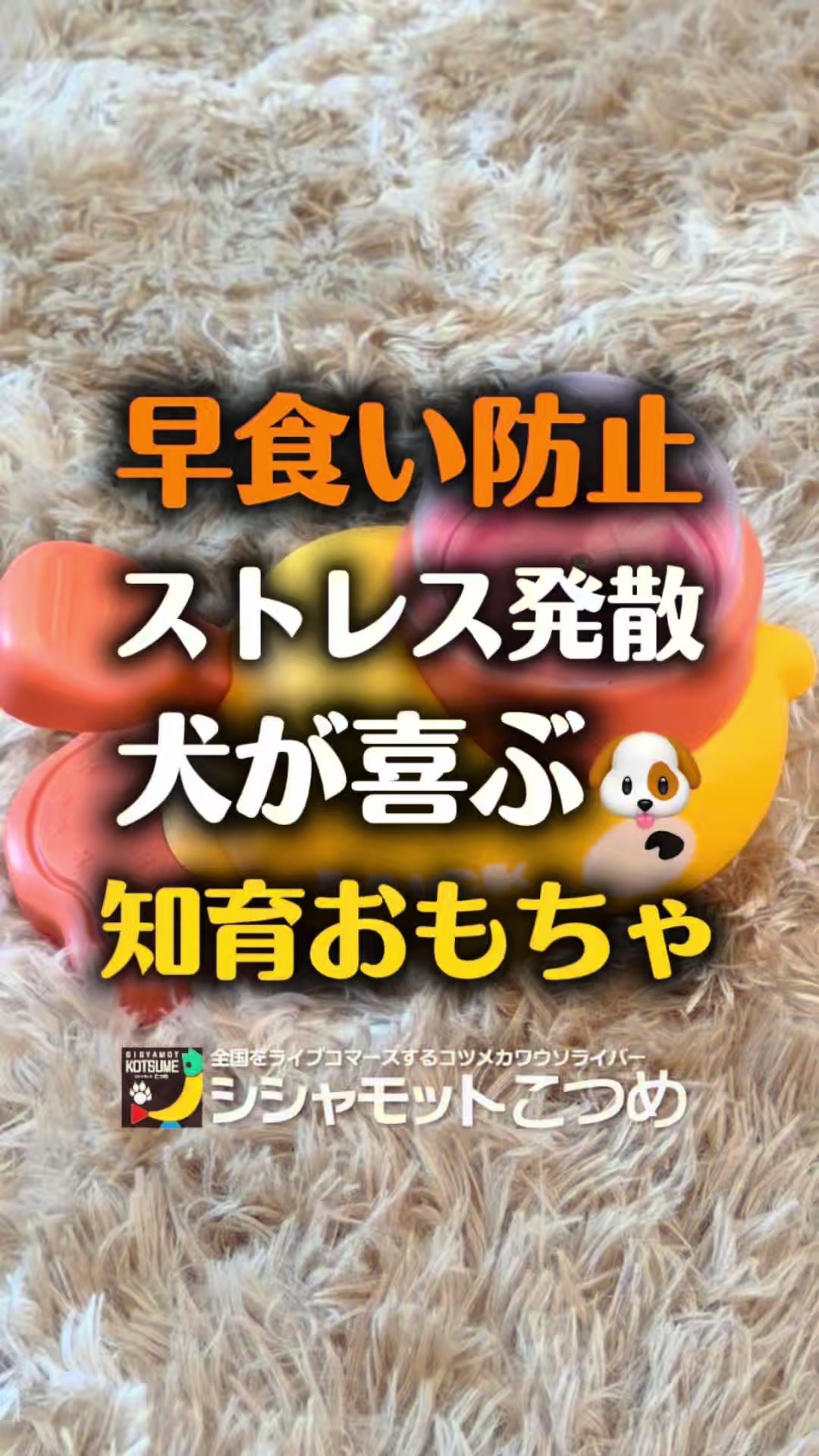 @博多のこつめ社長🎙️🦫忖度なし〜謎のシシャモットこつめ〜