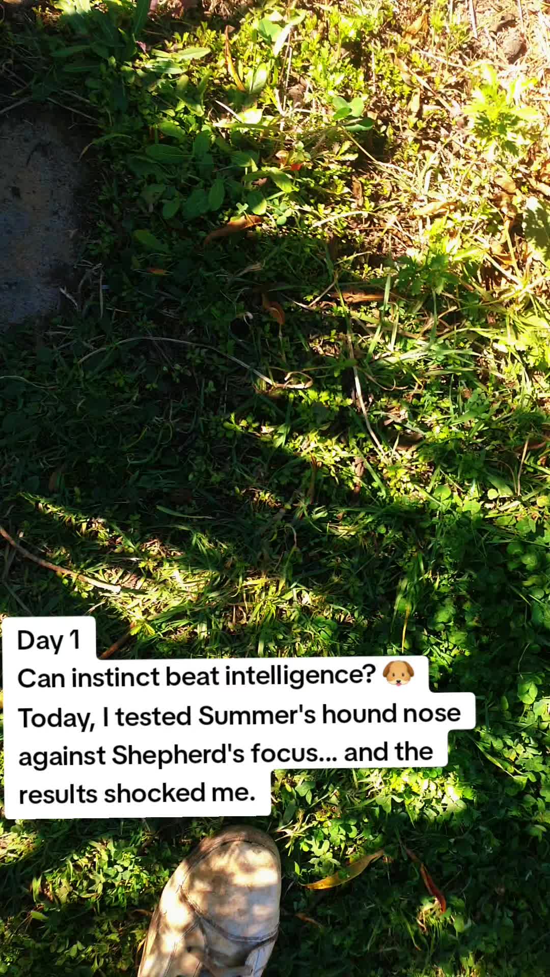 @LifeWithSummerAndShepherd