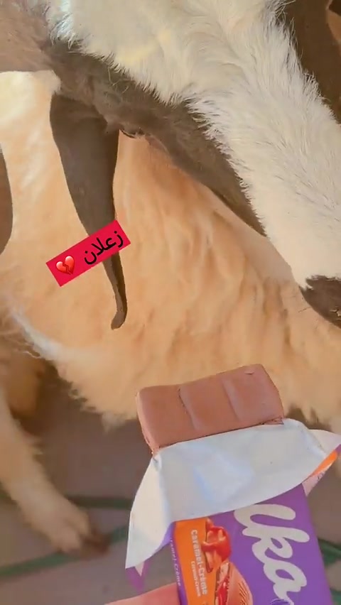 @روزا سيف🐅