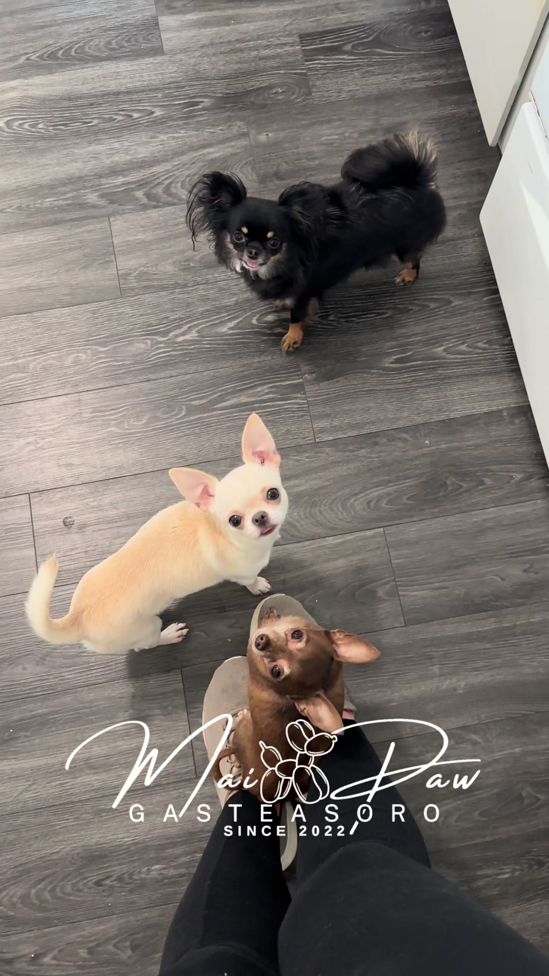 @MaiPaw