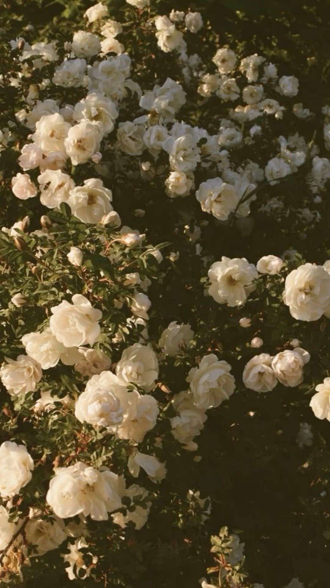 @Gentiana Ipekli