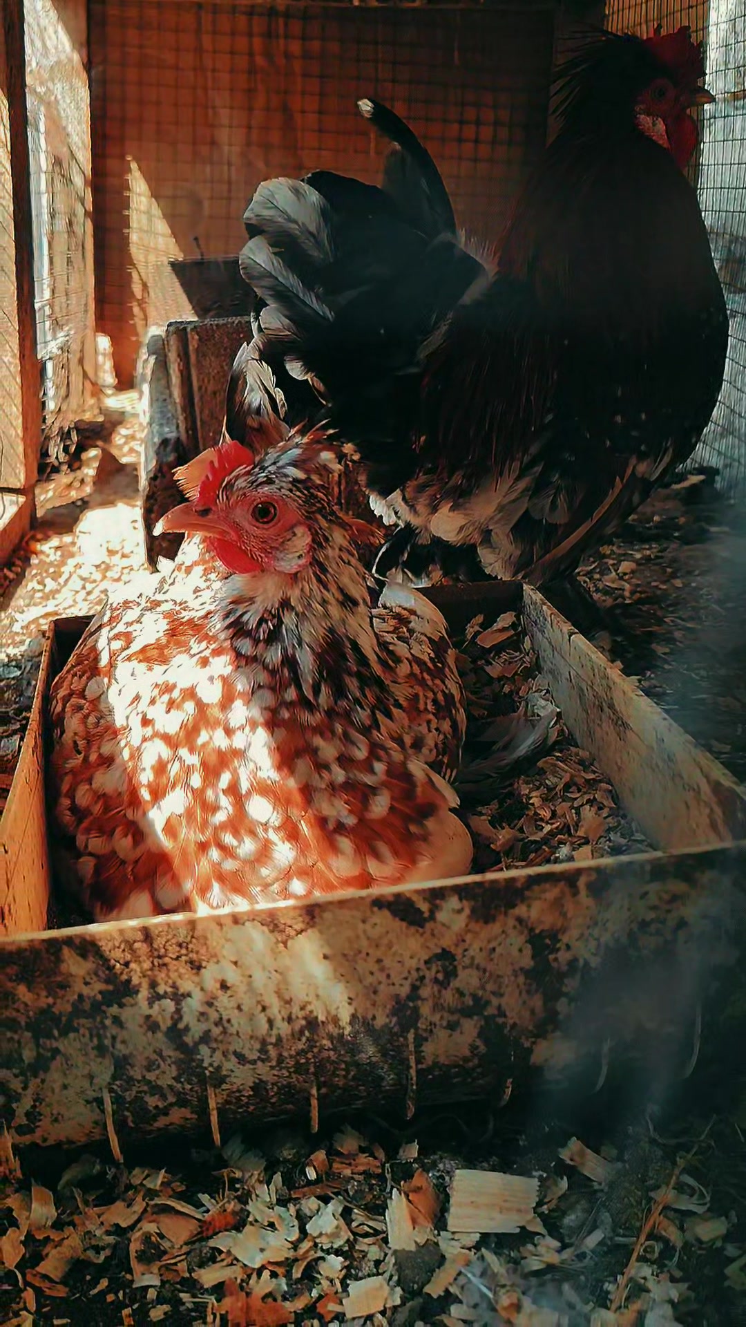 @MAŞTAĞA_QUŞCULUĞ