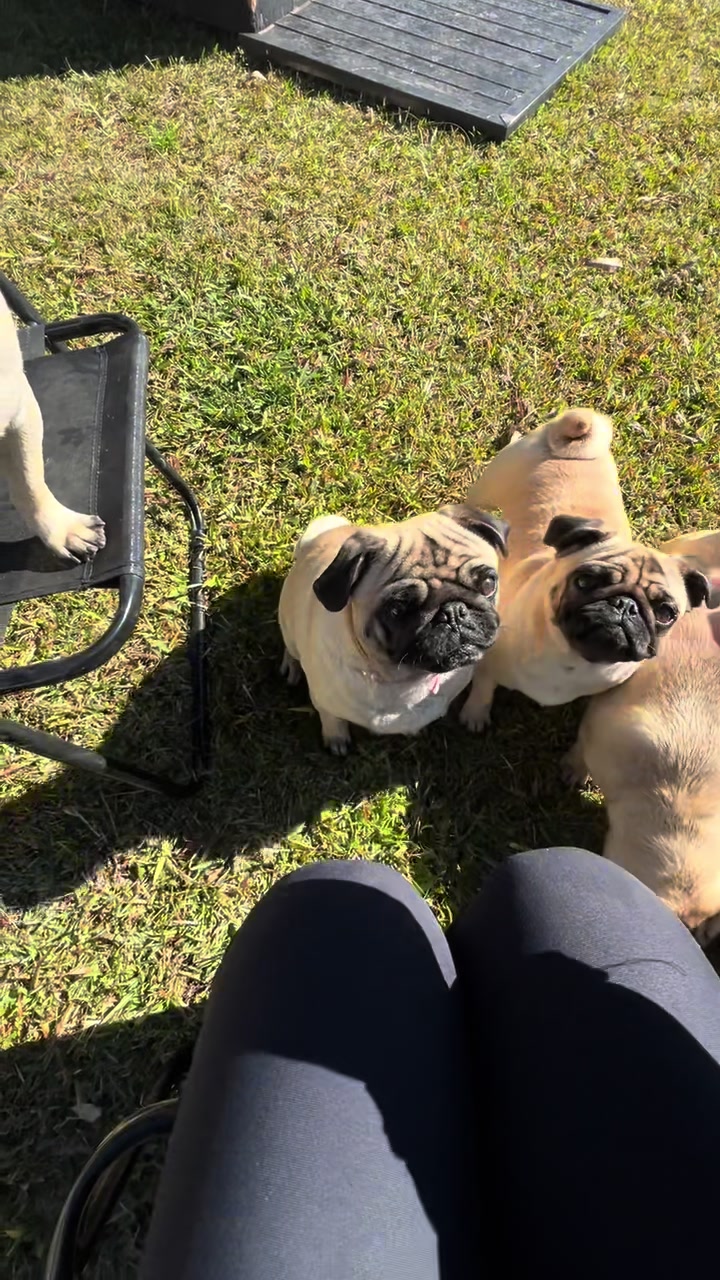 @pugSofyHarry