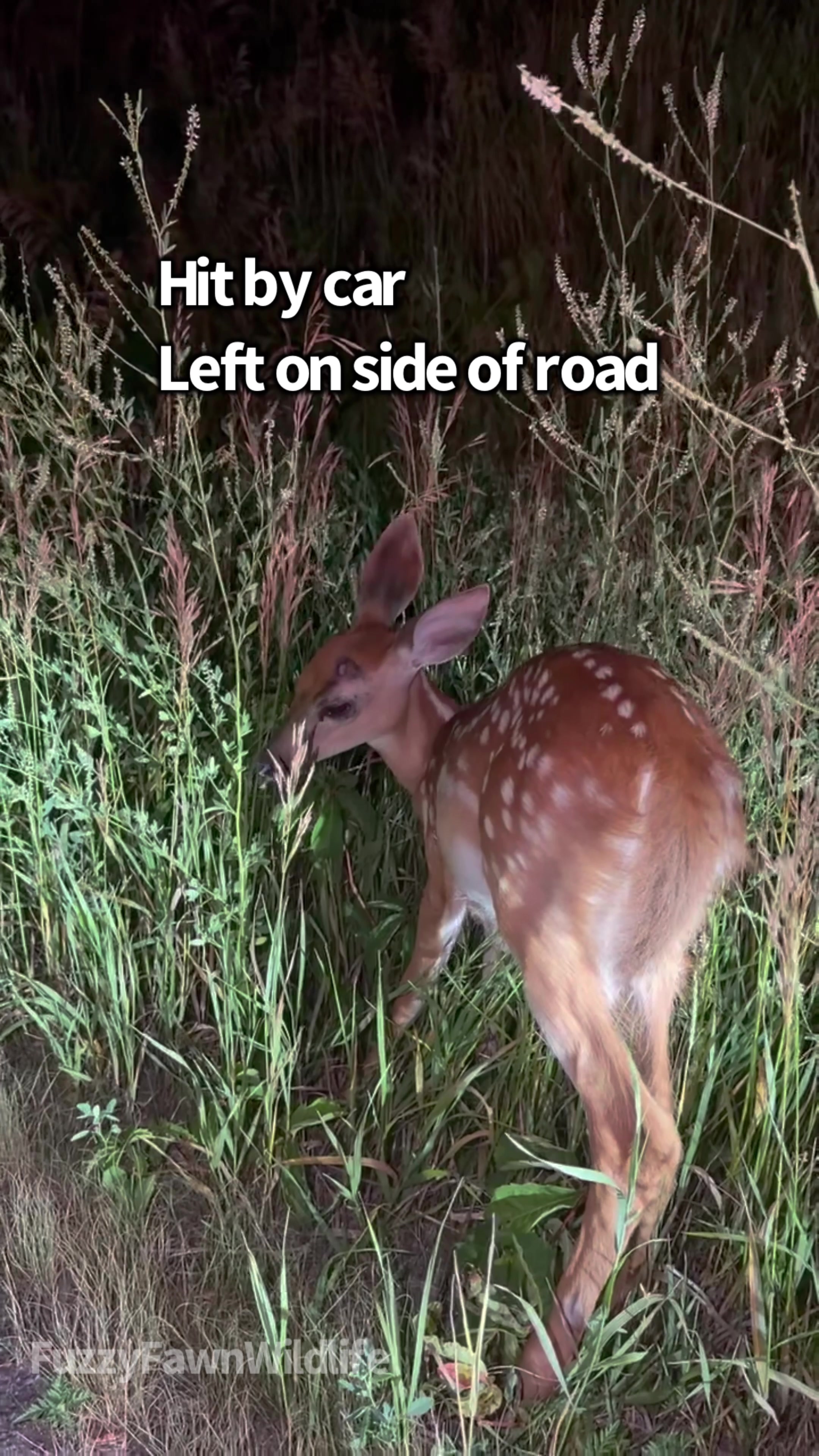 @Fuzzy Fawn Wildlife