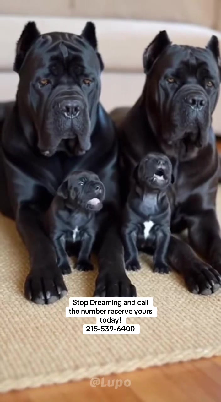 @Ultimate Puppies