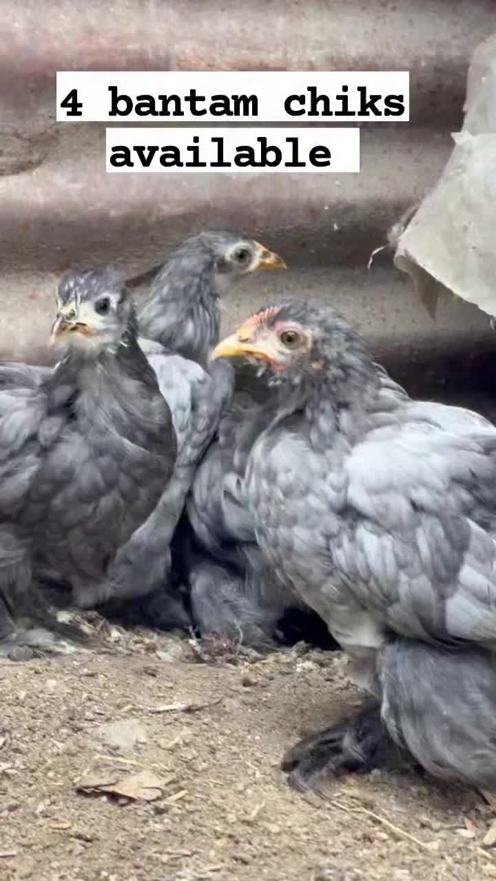 @Chicken ornamental Farm