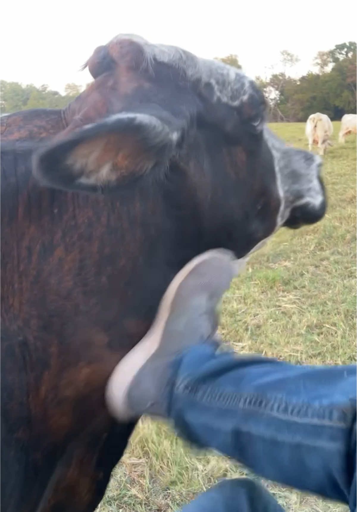 @The Farm Guy