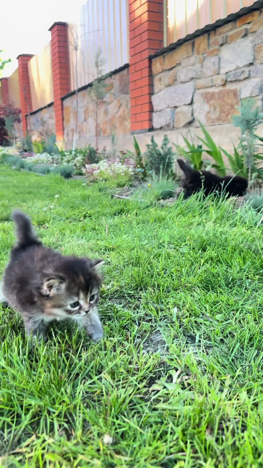 @cat.sheri.kittens