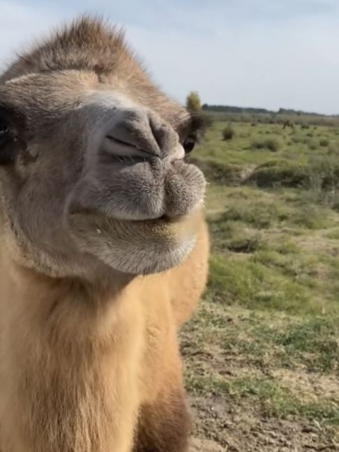 @Gislason Camel