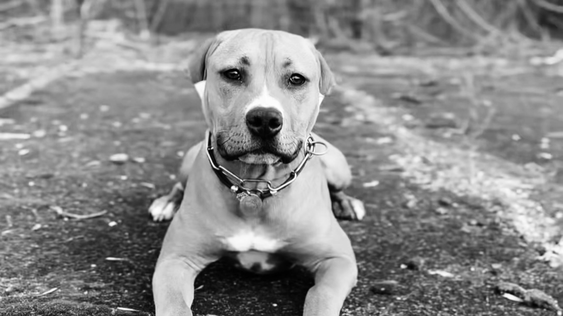 @Fake pit bull