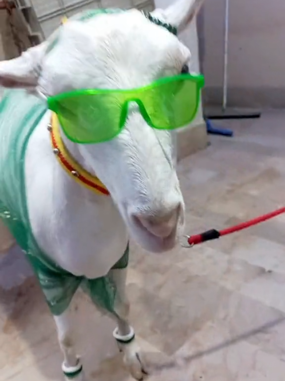 @Mustafa Goats