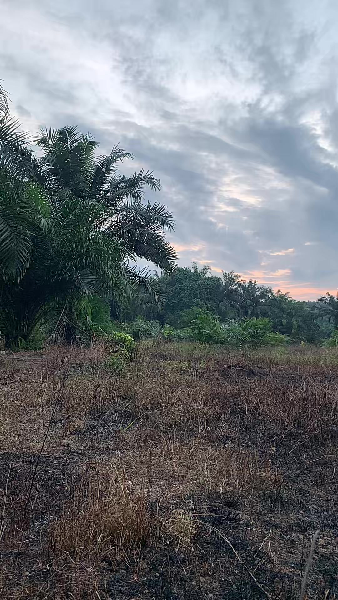 @Sandex Kalimantan