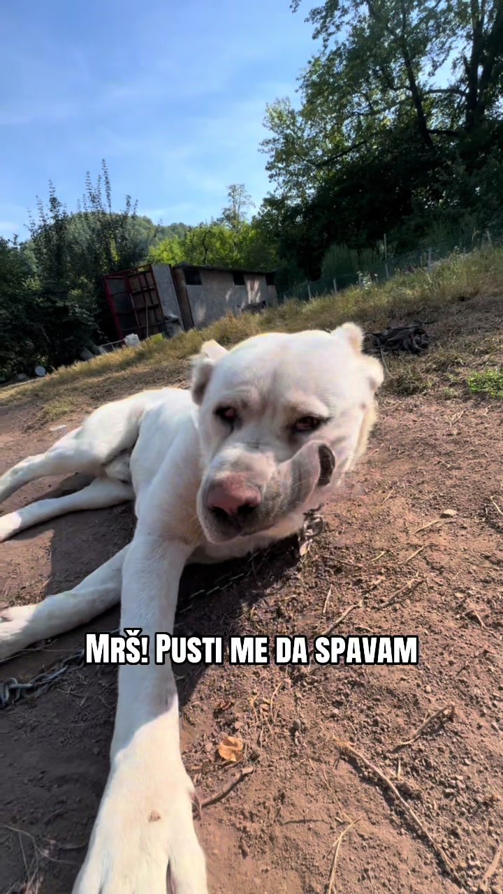 @Ismir Kvakic