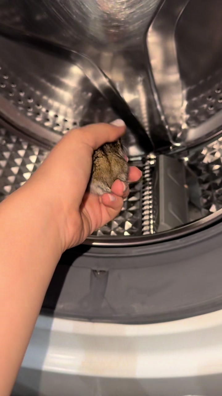 @hamster.cuppulu