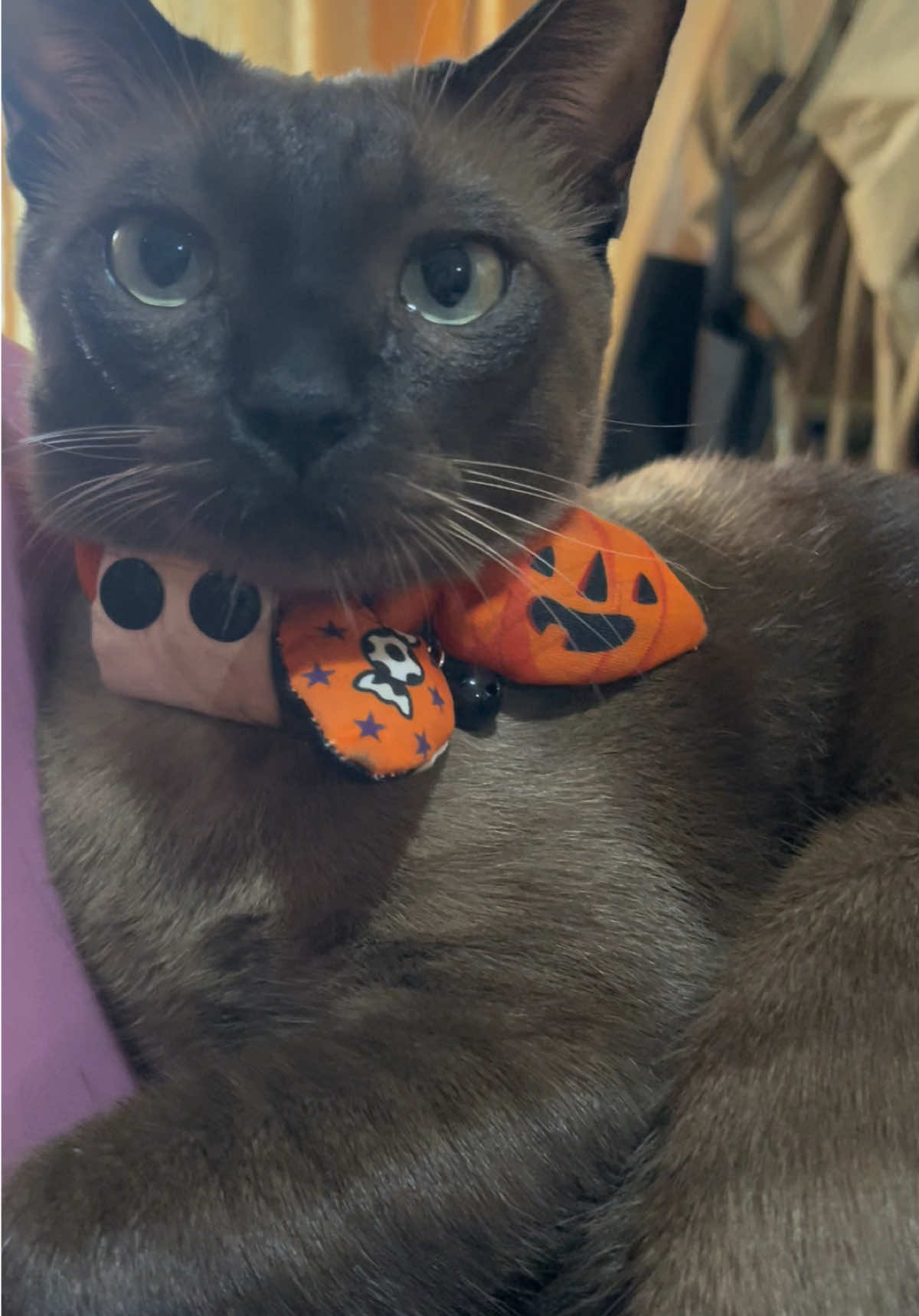 @White.black.orange.cats