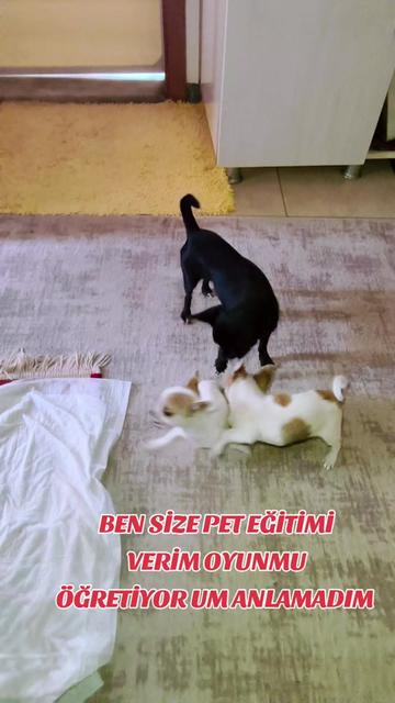 @🐕ŞHİVA MİNİK PATİLER🐕