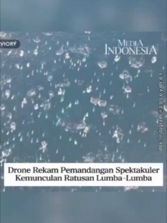 @mediaindonesia