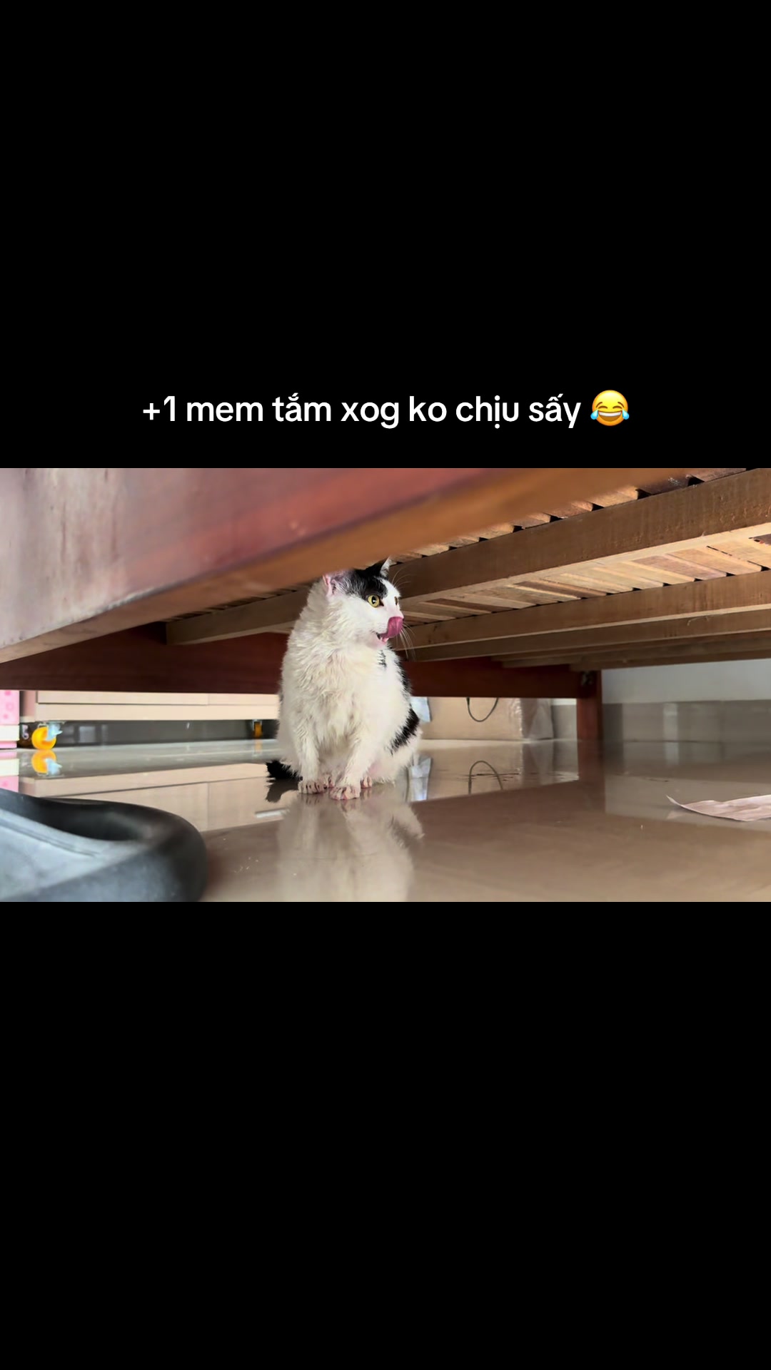 @mèo tên là Mèo