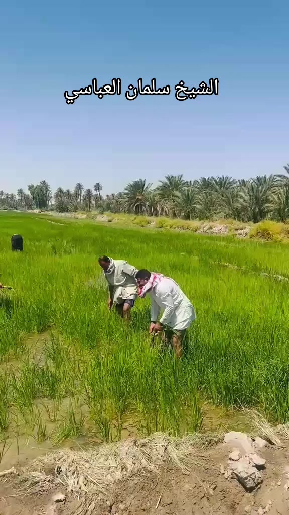 @ابو سلمان العباسي