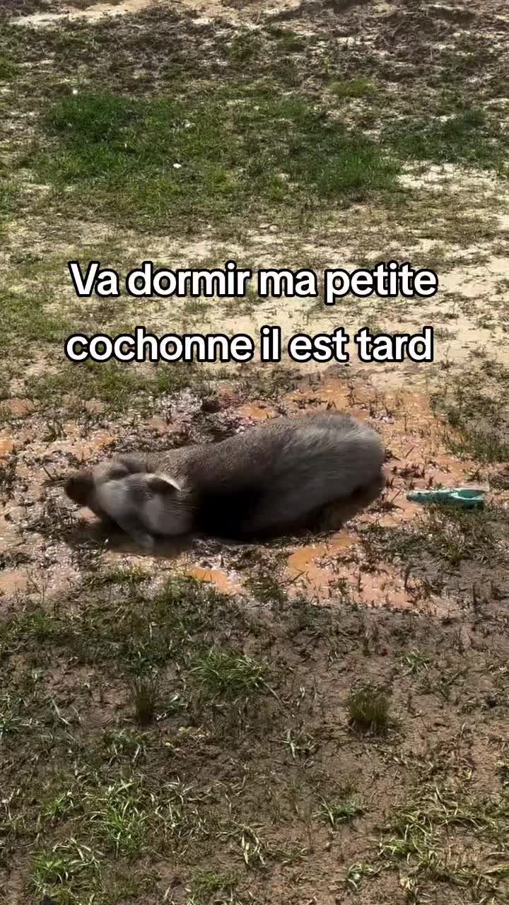 @FouRireAnimal
