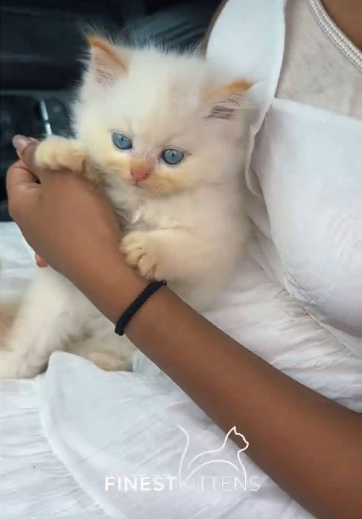 @FinestKittens