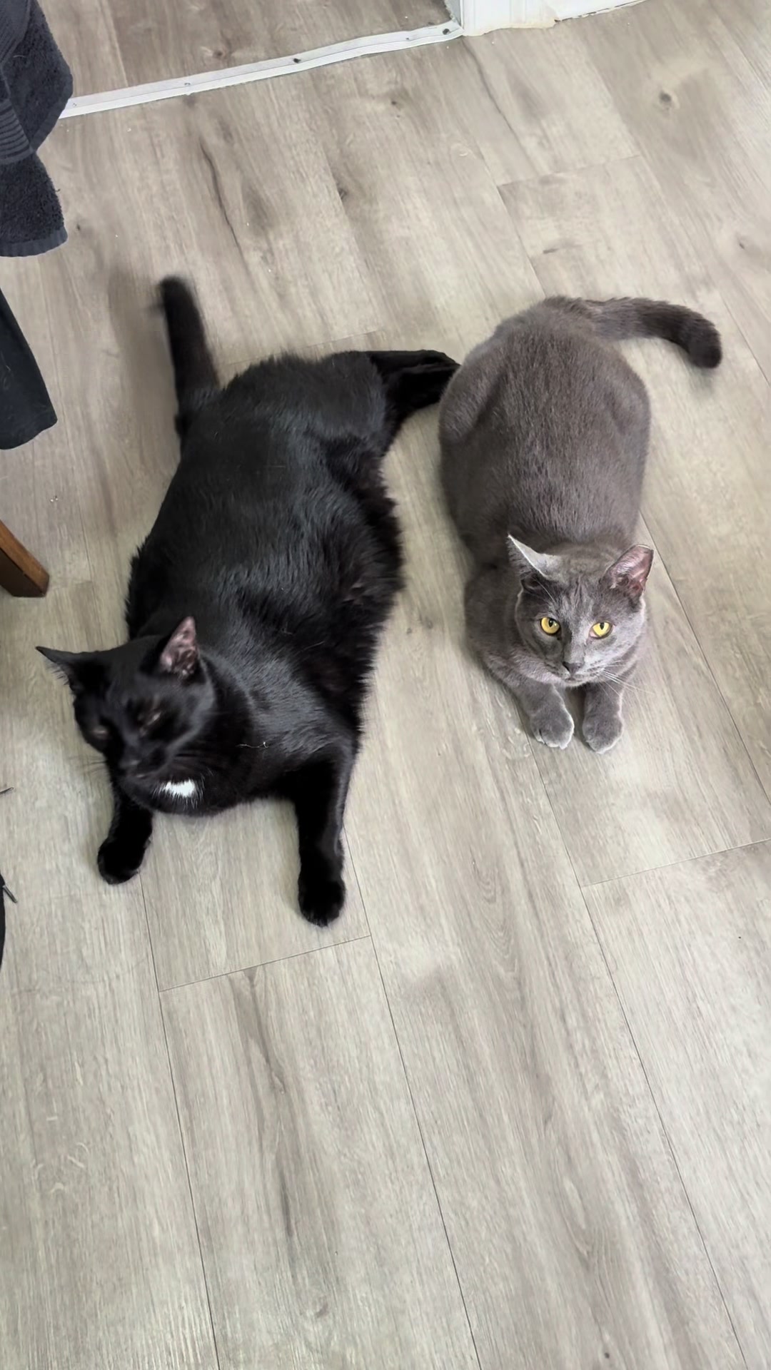 @Azorasworld ft Thackery Binx
