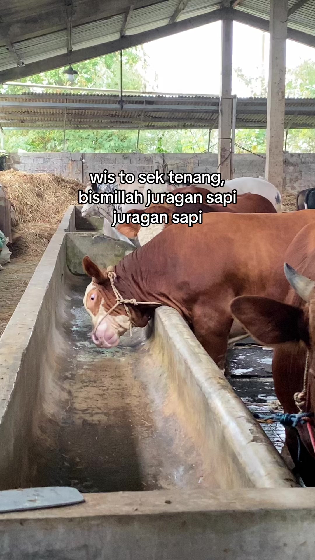 @KANDANG NDESO