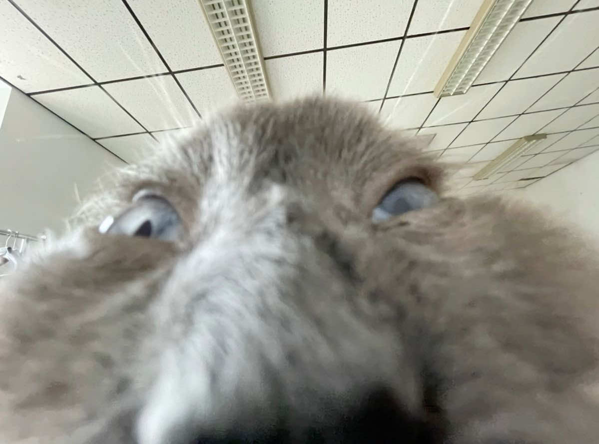 @Dead_acc123