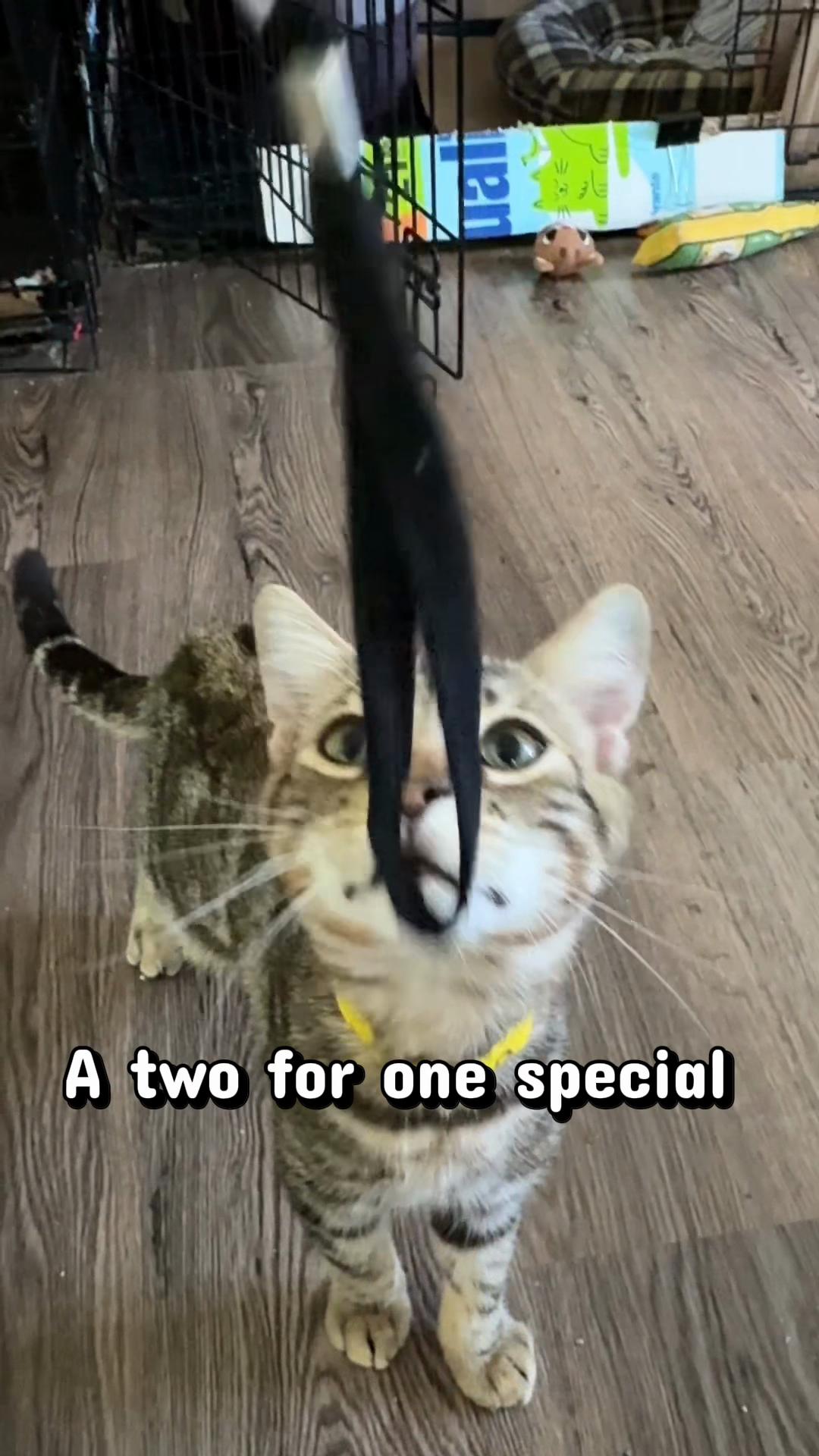 @North Toronto Cat Rescue