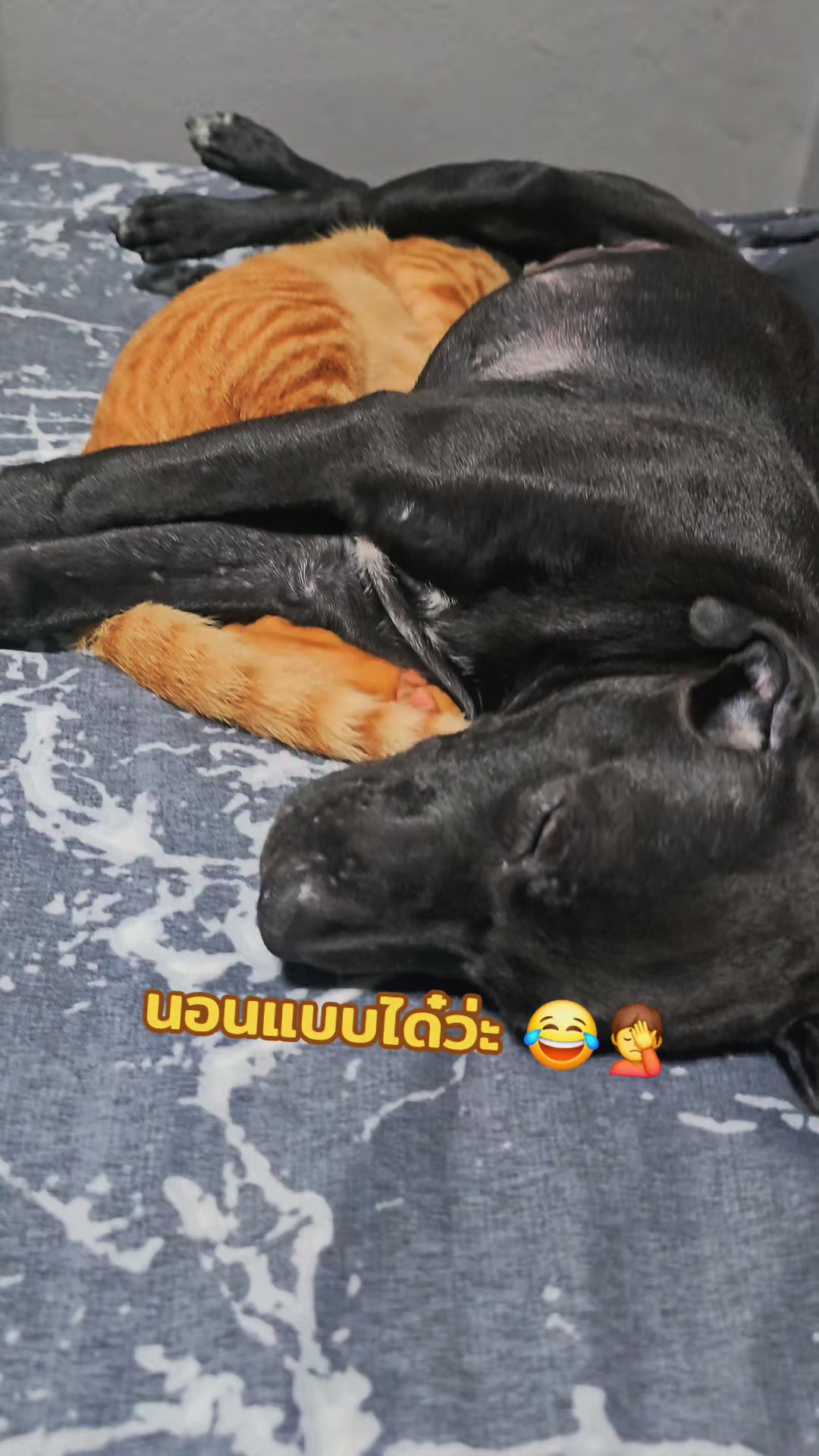 @อาร์ม วุฒิกร