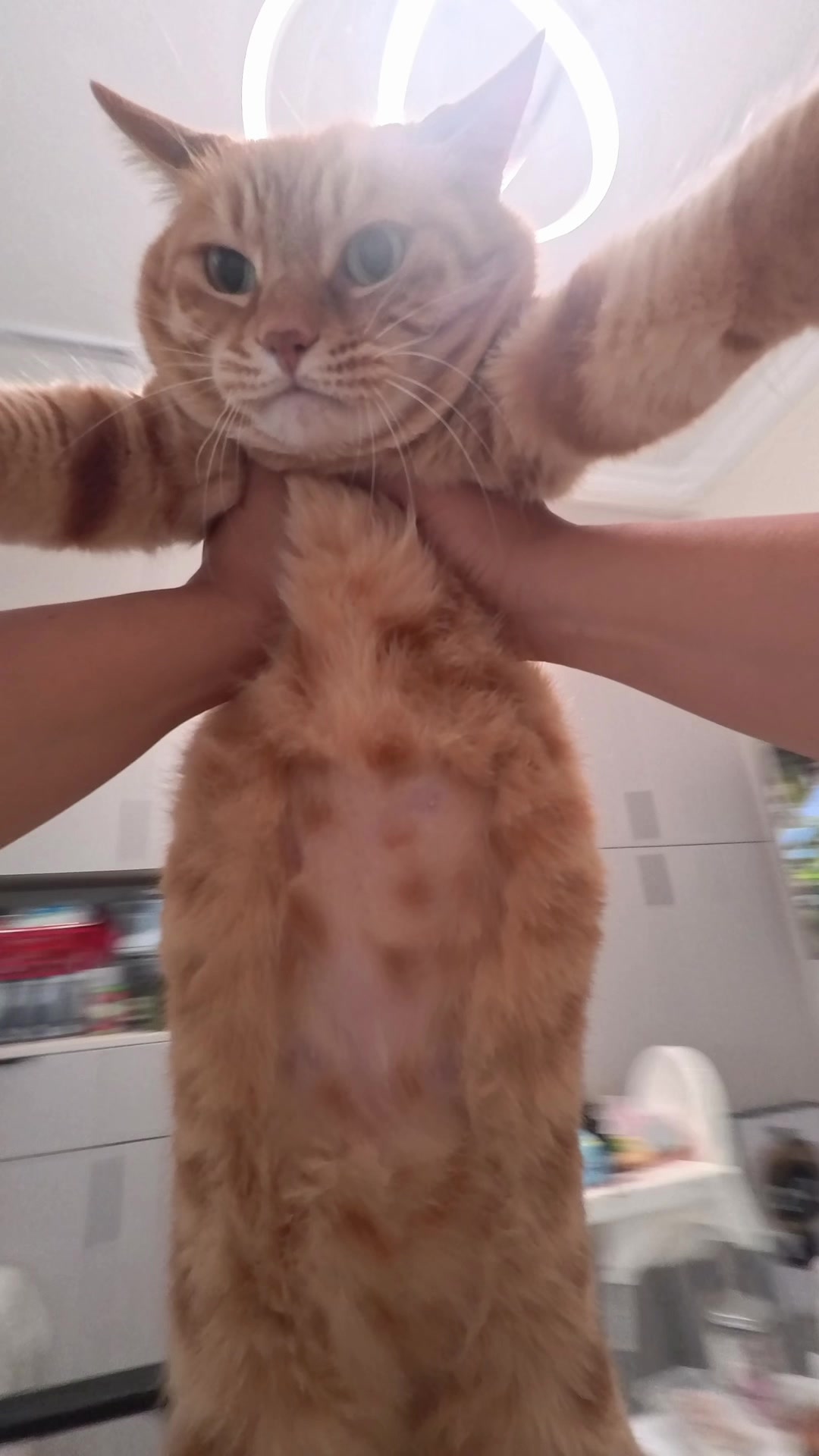 @cutekitten37