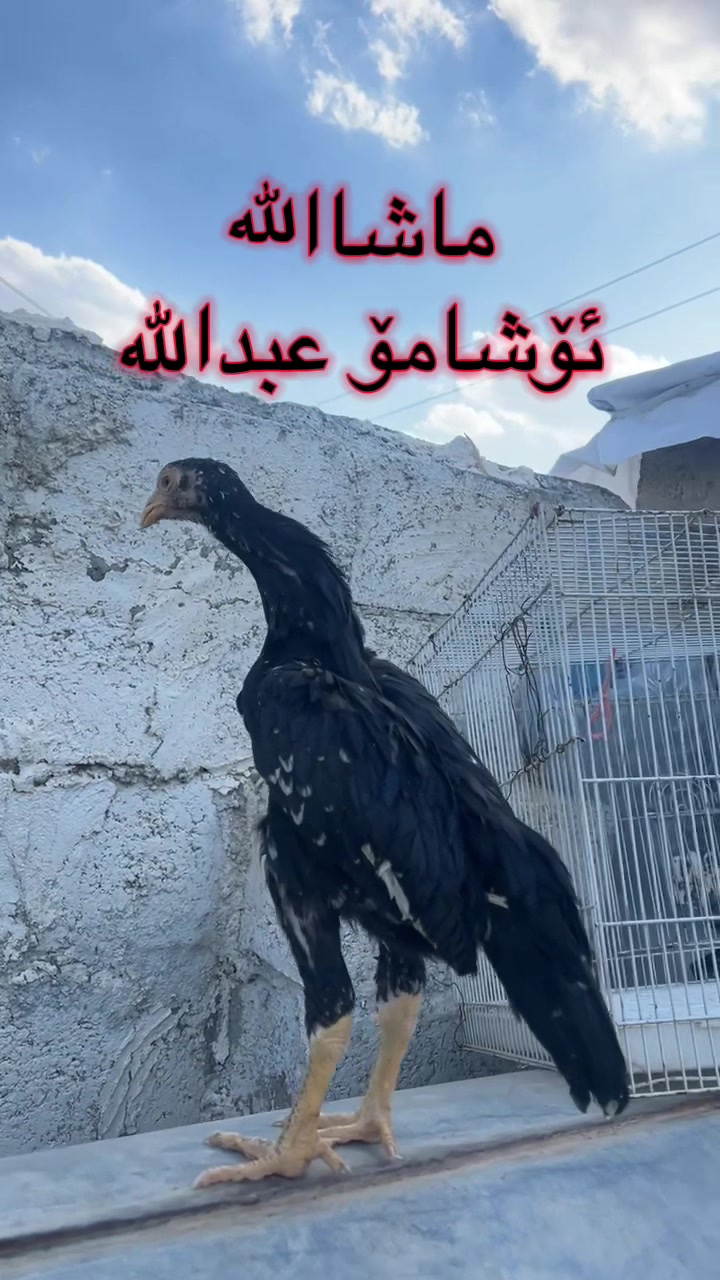 @ئۆشامۆ عبدالله🥇