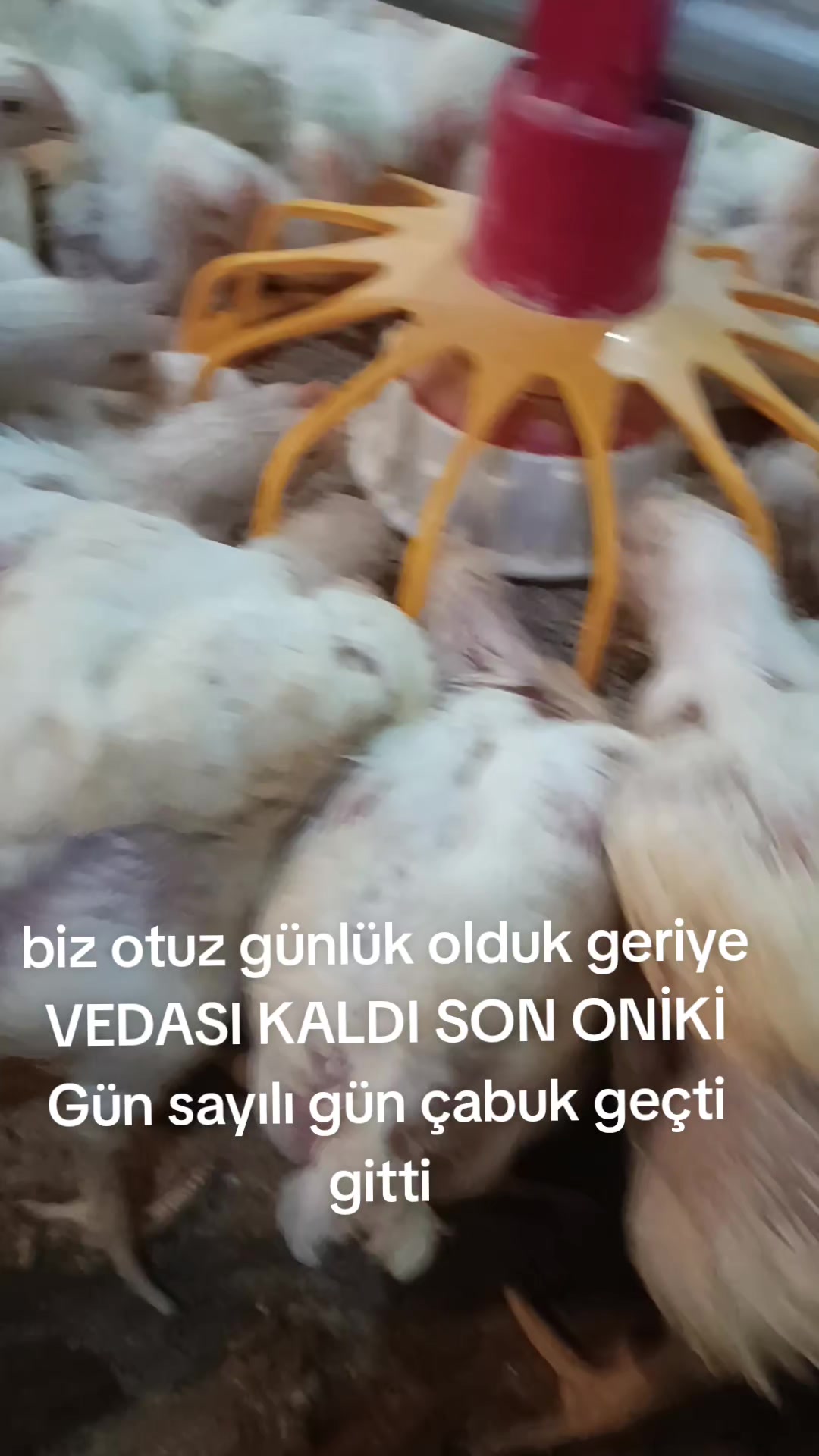 @AYKIZİN MASALI 🌹🌹