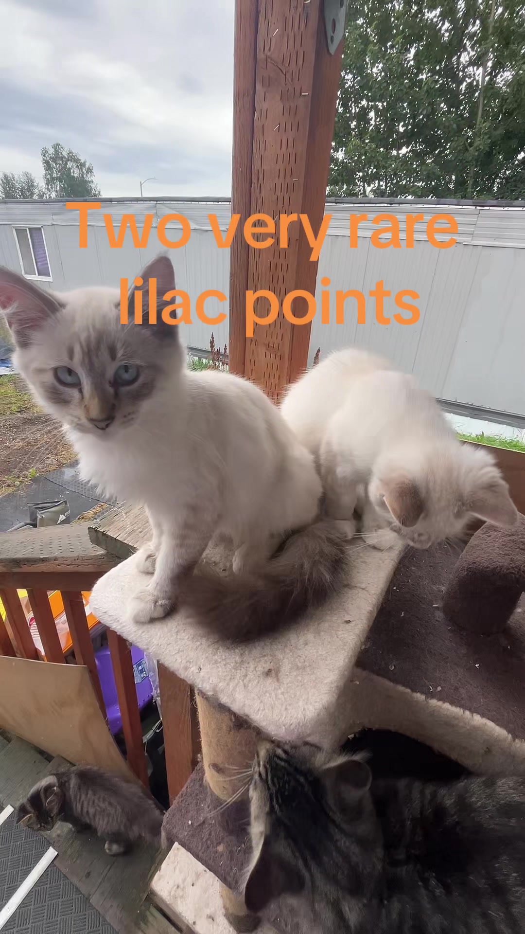 @Giz🚫🦊