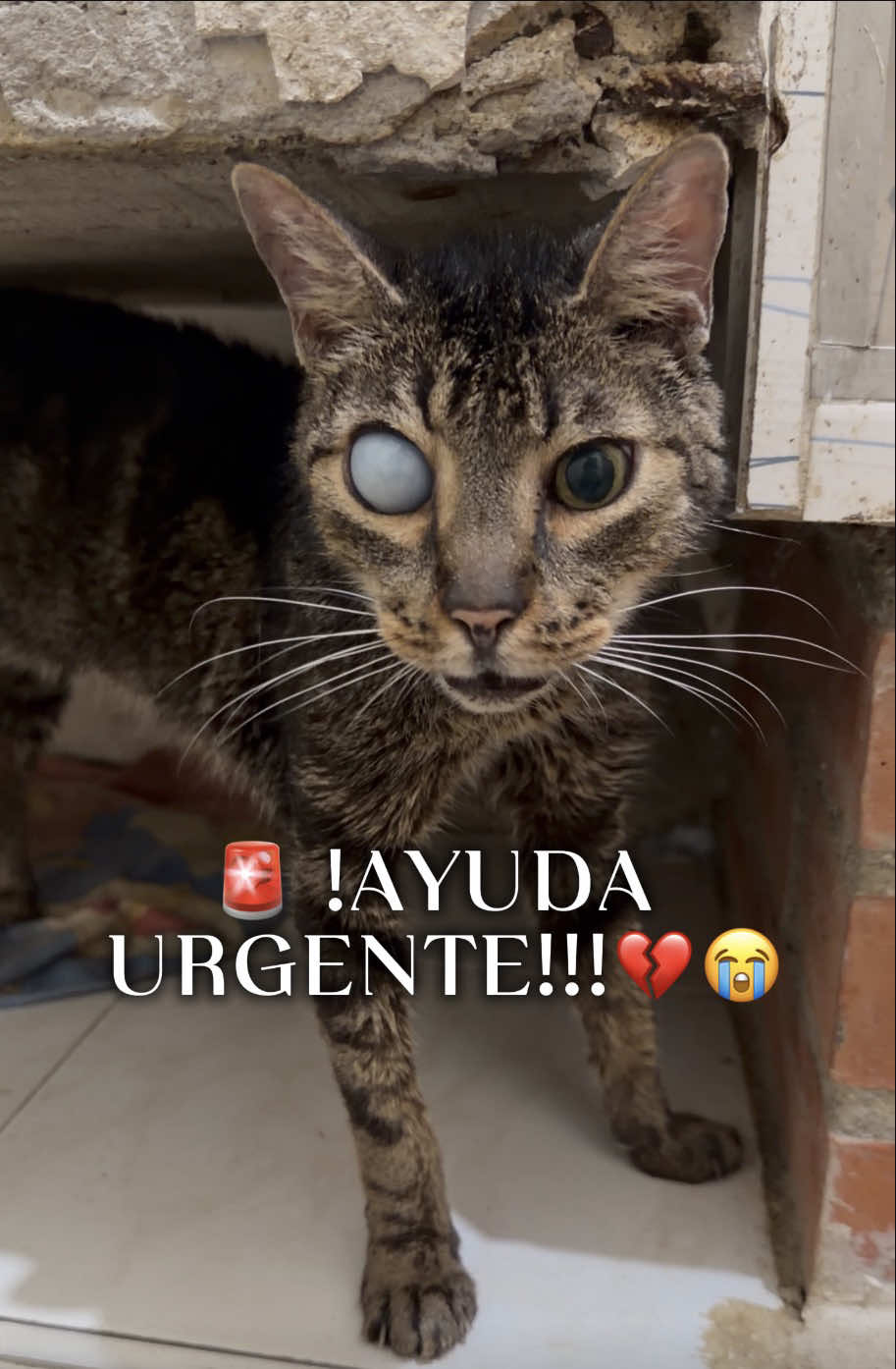 @el_gatoescobar