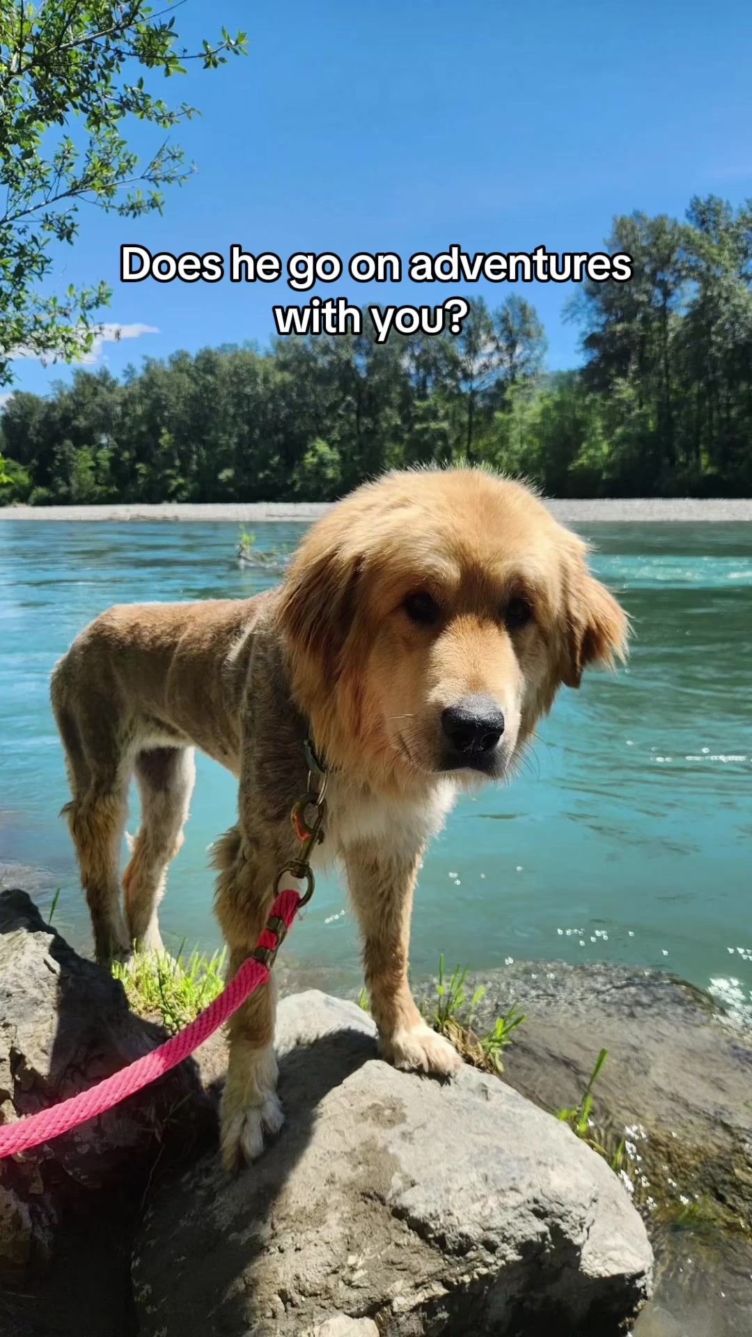 @BC SPCA