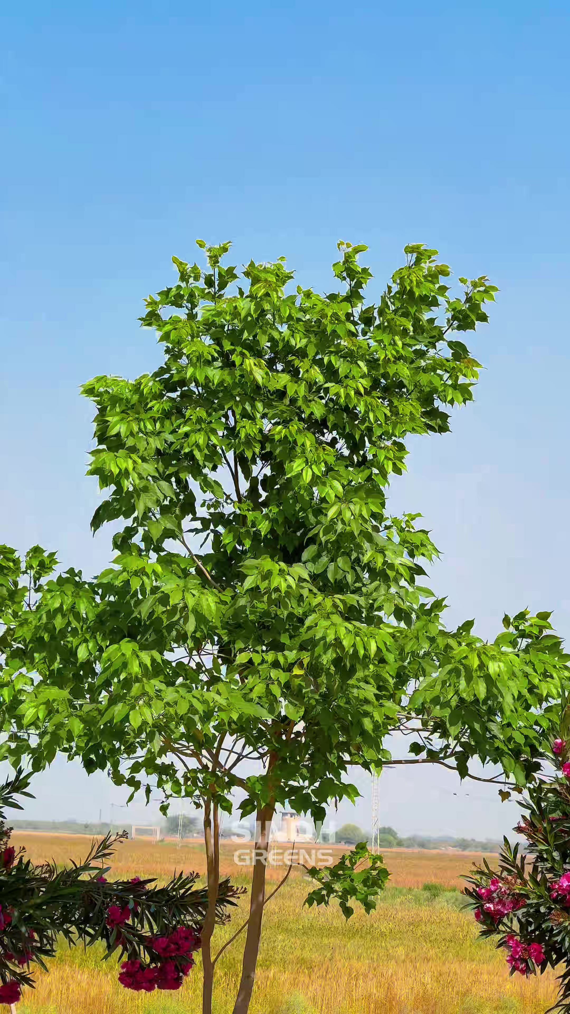 @sindhgreens