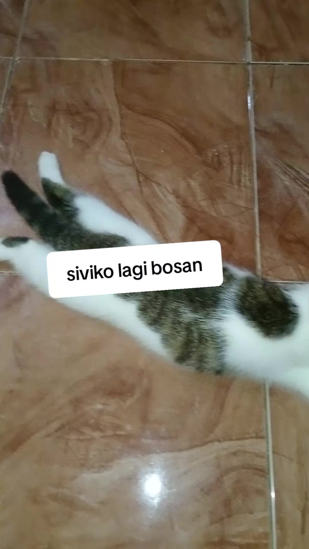 @Rizqi