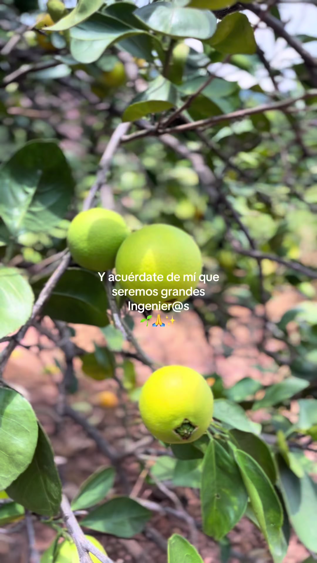 @Lachicadelagro_๐ฉ๐พ๐ฑ
