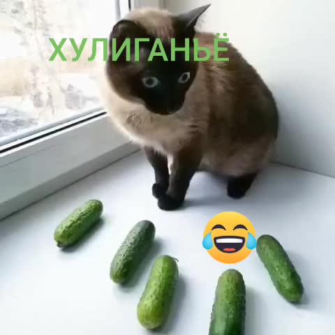 @НАТУЛИК 66