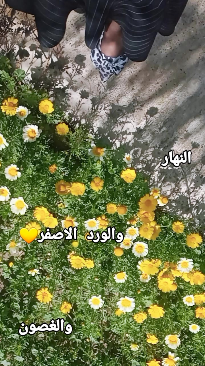 @°♡سنابل♡°
