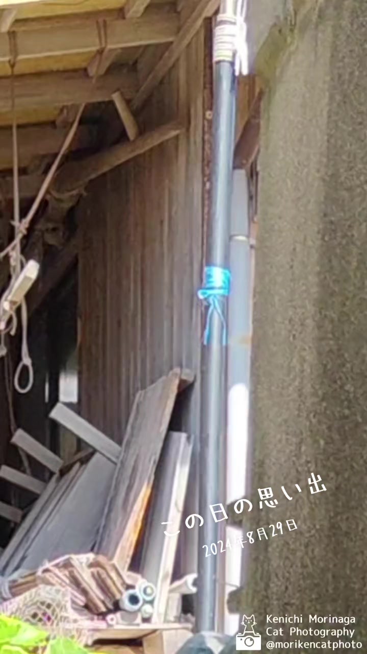 @猫写真家 森永健一